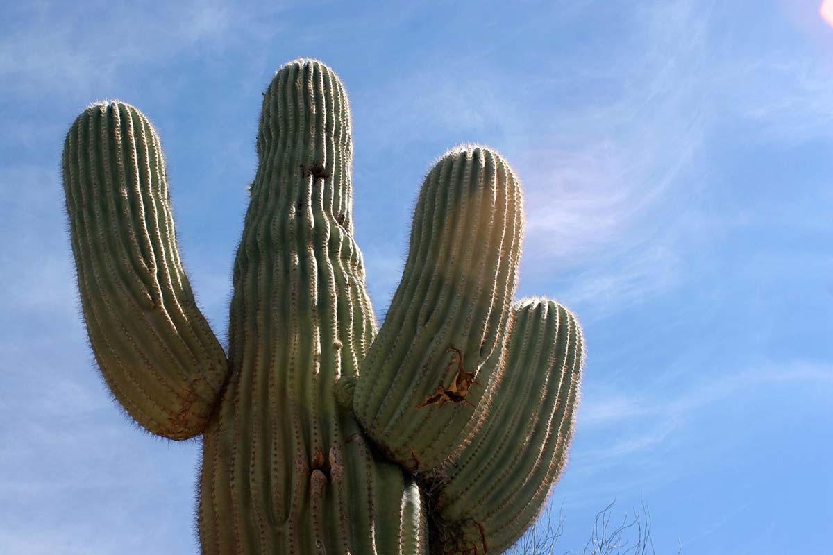 Desert Arboretum Park