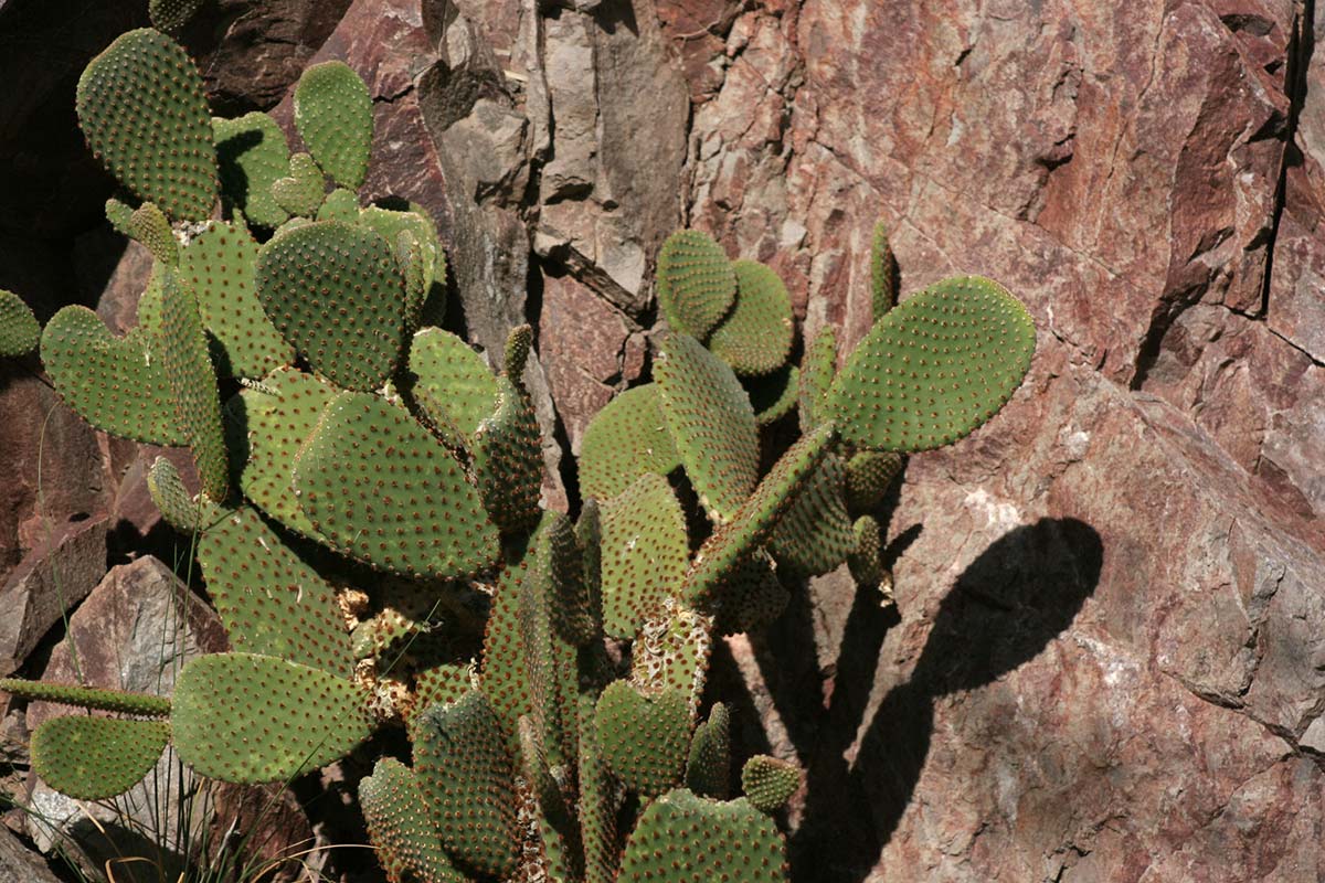 Desert Arboretum Park