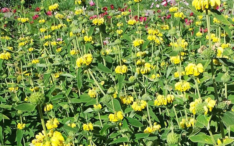 Arboretum Herb Garden